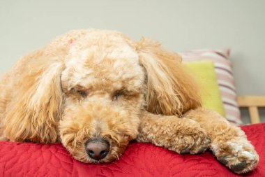 Avustralya Labradoodle, Labrador Retriever, Fino ve Cocker Spaniel 'in karışımıdır..