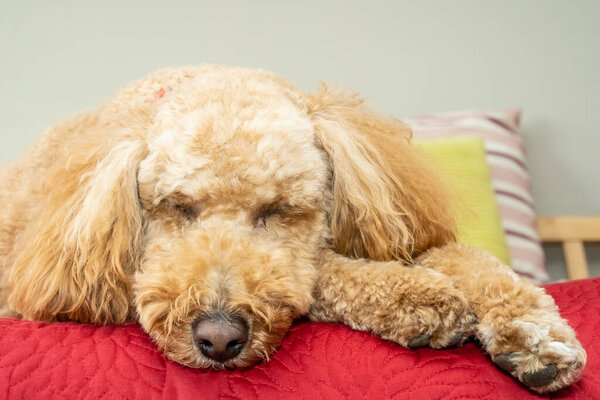 Australian Labradoodle is a mix between the Labrador Retriever, Poodle and Cocker Spaniel.
