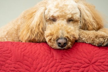 Avustralya Labradoodle, Labrador Retriever, Fino ve Cocker Spaniel 'in karışımıdır..