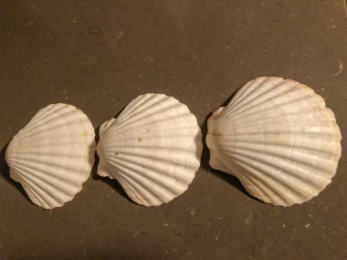 Yumuşakça kabuk tipik olarak bir hayvanın yumuşak kısımlarını çevreleyen, destekleyen ve koruyan bir dış iskelettir..