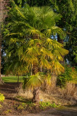 Evergreen Arboretum & Gardens hem güzellik hem de eğitim için ücretsiz bir yerdir. Botanik bahçesi, Everett Washington 'daki Amerikan Lejyon Anıt Parkı' nda 3 dönüm üzerinde yer almaktadır.