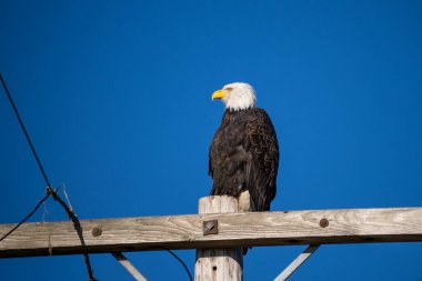 Kel Kartal (Haliaeetus leucocephalus), Kuzey Amerika 'da bulunan bir yırtıcı kuş türüdür. Geniş açık su kütlelerinin yanında, bol besin kaynakları ve yuva yapmak için yetişen ağaçlarla birlikte bulunur..