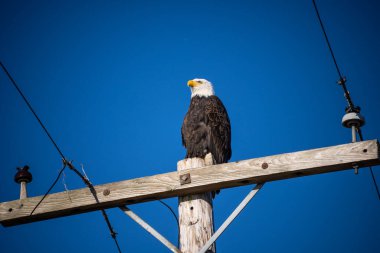 Kel Kartal (Haliaeetus leucocephalus), Kuzey Amerika 'da bulunan bir yırtıcı kuş türüdür. Geniş açık su kütlelerinin yanında, bol besin kaynakları ve yuva yapmak için yetişen ağaçlarla birlikte bulunur..