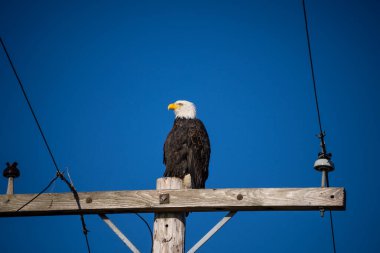 Kel Kartal (Haliaeetus leucocephalus), Kuzey Amerika 'da bulunan bir yırtıcı kuş türüdür. Geniş açık su kütlelerinin yanında, bol besin kaynakları ve yuva yapmak için yetişen ağaçlarla birlikte bulunur..