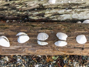 Cama Beach State Park, Washington, Island County 'deki Camano Adası' nın güneybatı kıyısında Saratoga Geçidi 'ne bakan bir dinlenme alanıdır. Eyalet parkı yenilenmiş, modernize edilmiş 1930 'lu yılların otomobil mahkemesi ve balıkçılık merkezi.