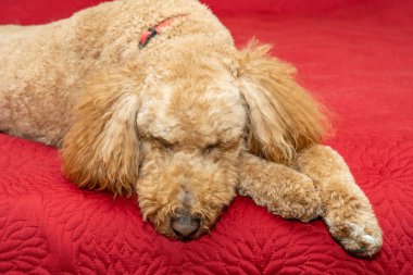 Avustralya Labradoodle, Labrador Retriever, Fino ve Cocker Spaniel 'in karışımıdır..