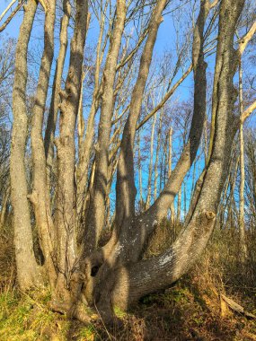Discovery Park, Washington, Seattle 'daki Magnolia mahallesinde Puget Sound' un kıyılarında bir parktır..
