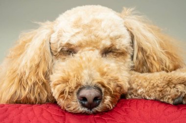 Avustralya Labradoodle, Labrador Retriever, Fino ve Cocker Spaniel 'in karışımıdır..