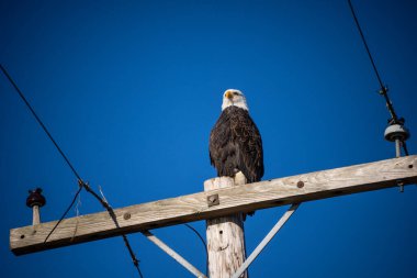Kel Kartal (Haliaeetus leucocephalus), Kuzey Amerika 'da bulunan bir yırtıcı kuş türüdür. Geniş açık su kütlelerinin yanında, bol besin kaynakları ve yuva yapmak için yetişen ağaçlarla birlikte bulunur..