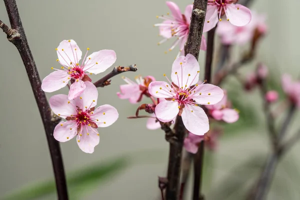 Wild plum, also called American plum is a small, fast-growing, short-lived, colony-forming native tree, commonly found along fencerows, open fields, and roadsides. Abundant tiny white flowers open before the leaves emerge in spring.