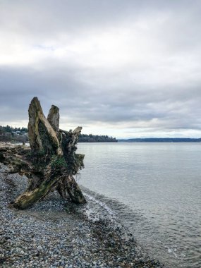 Howarth Park, Everett. Everett Rıhtımı 'nda 28 dönümlük, üç bitkin park. Yürümek ya da plajın ve bolca vahşi yaşamın tadını çıkarmak için harika bir yer..
