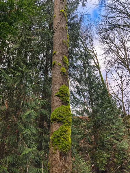 Mercer Slough Nature Park Humedal 320 Acres Poblado Helechos Arbustos — Foto de Stock