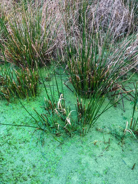 Mercer Slough Nature Park Een 320 Hectare Weelderig Wetland Bevolkt — Stockfoto