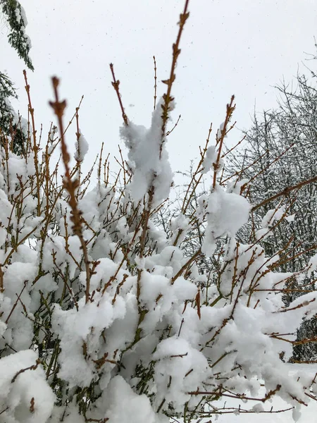 1年の初雪の後に雪をかぶった木 — ストック写真