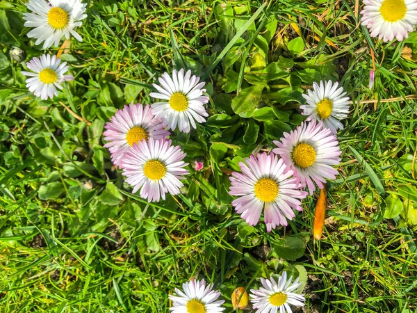 Vanlig Tusensköna Bellis Perennis Vanlig Europeisk Tusensköna Familjen Asteraceae Som — Stockfoto