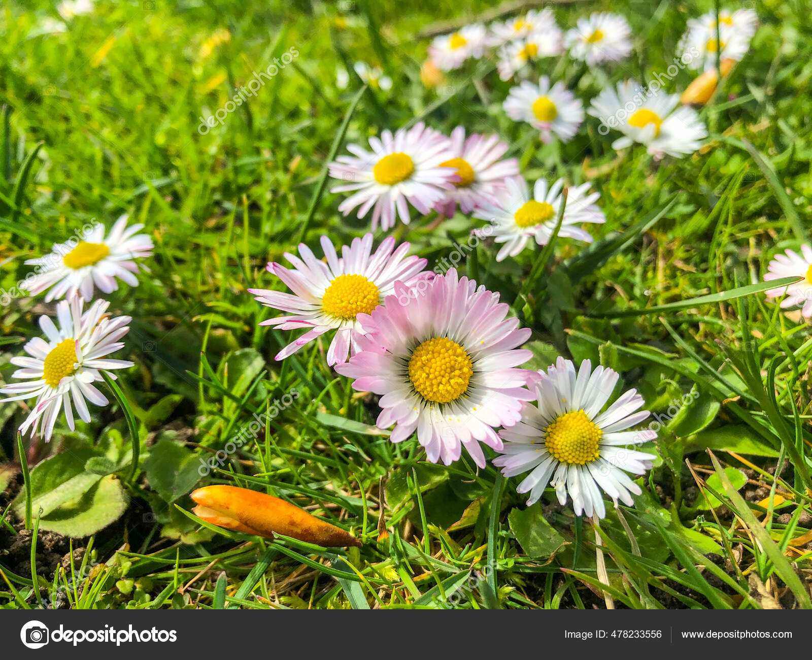Common Daisy Bellis Perennis Common European Species Daisy Family Asteraceae Stock Photo By C Melastmohican Common Daisy Bellis Perennis Common European Species Daisy Family Asteraceae Stock Photo By C Melastmohican