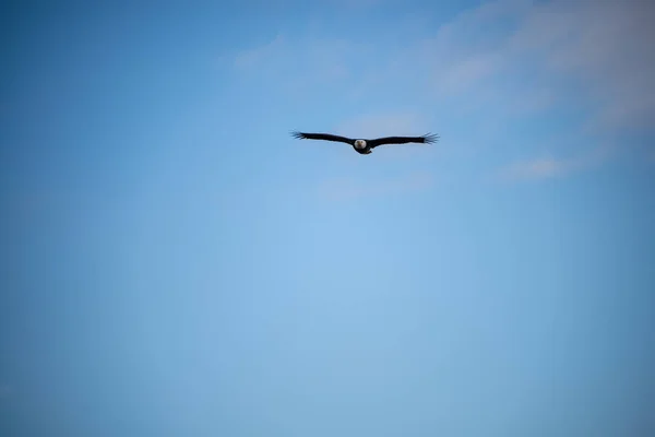 Águia Branca Haliaeetus Leucocephalus Uma Ave Rapina Encontrada América Norte — Fotografia de Stock