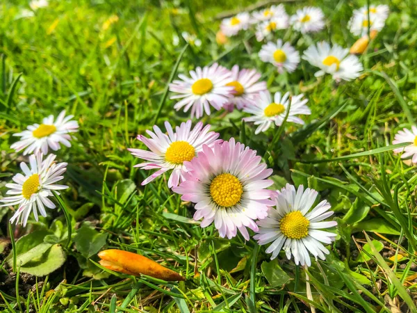 Közönséges Százszorszép Bellis Perennis Egy Közös Európai Százszorszép Faj Asteraceae — Stock Fotó