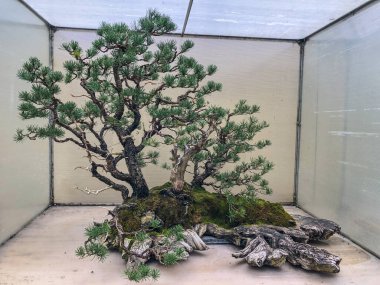 Kıyı çamı (Pinus contorta), Kuzey Amerika 'nın batısında bulunan bir ağaçtır. Okyanus kıyısında ve subalpine kadar uzanan kuru Montan ormanlarında yaygındır, ancak ova yağmur ormanlarında nadirdir. Tüm çamlar gibi (Pinus cinsinin üyesi), bir ev türüdür.