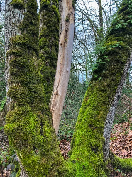 Mercer Slough Nature Park Humedal 320 Acres Poblado Helechos Arbustos — Foto de Stock