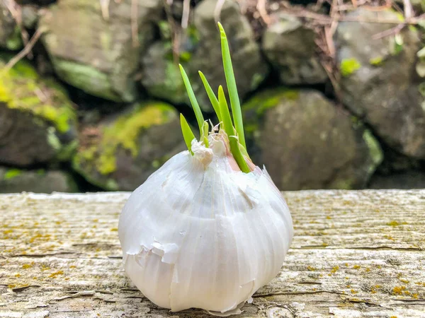 Garlic Allium Sativum Species Onion Genus Allium — Stock Photo, Image