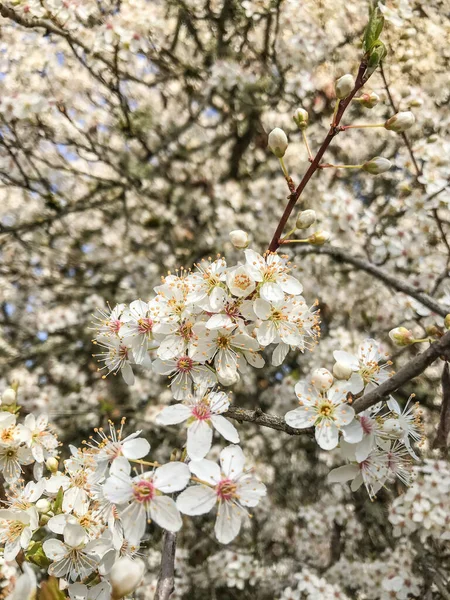 Cereza Yoshino Prunus Yedoensis Una Cereza Híbrida Entre Prunus Speciosa —  Fotos de Stock