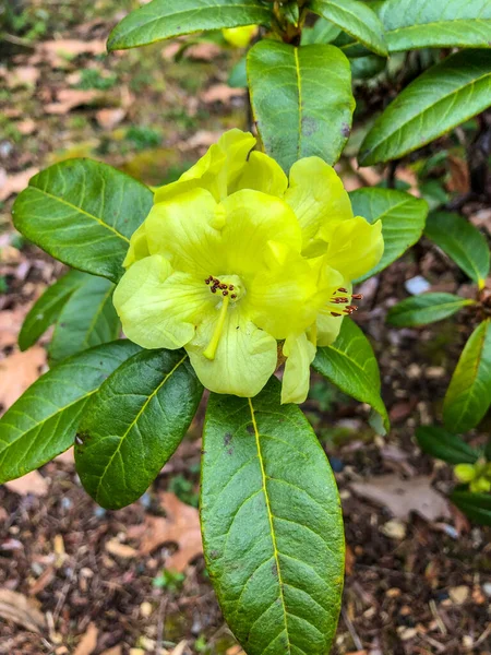 Rhododendron Luteiflorum Broadleaf Evergreen Shrub Small Compact Rounded Leaves Simple — Stock Photo, Image