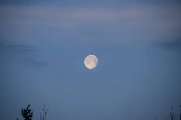 Marchs的满月被命名为Worm Moon 最初被认为是指春季土壤升温时出现的蚯蚓 这就需要知更鸟和其他鸟类来喂养春天的真正标志 — 图库照片