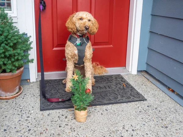 Moka Célébrant Noël Avec Arbre Décoré — Photo