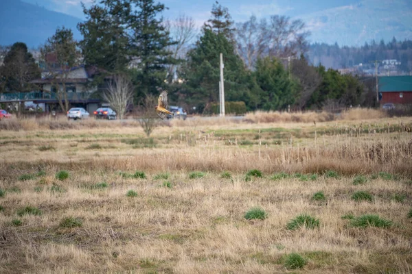 Nordlig Harrier Circus Hudsonius Rovfågel Denna Medelstora Raptor Raser Hedar — Stockfoto