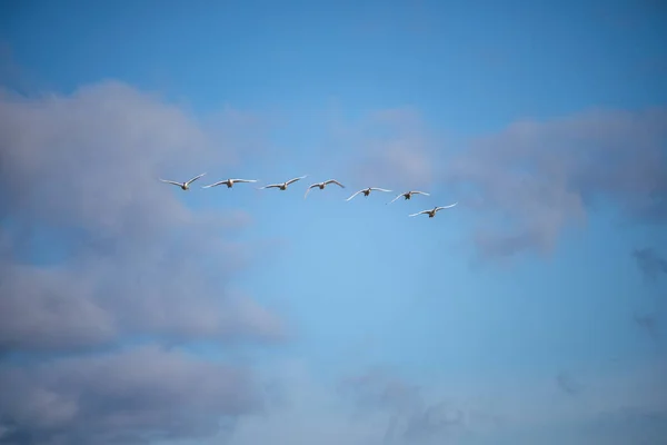 号角天鹅 Trumpeter Swan 简称Cygnus Buccinator 是一种在北美发现的天鹅 它是原产于北美的最重的活鸟 也是现存最大的水禽种类 — 图库照片