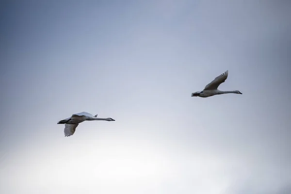 Cygnus Buccinator Uma Espécie Cisne Família Cygnus Pássaro Vivo Mais — Fotografia de Stock