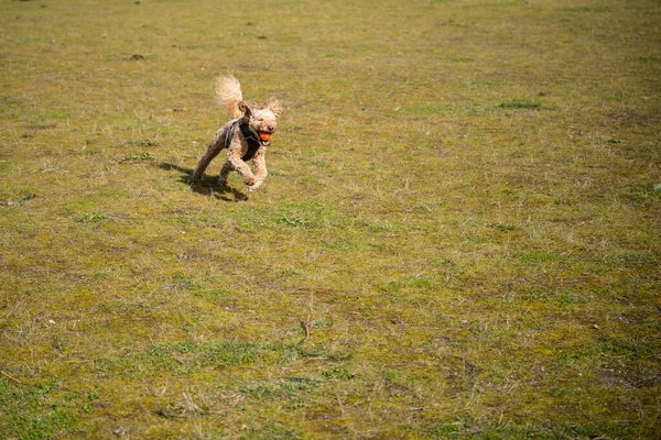 Australian Moscoodle Est Mélange Entre Labrador Retriever Poodle Cocker Spaniel — Photo