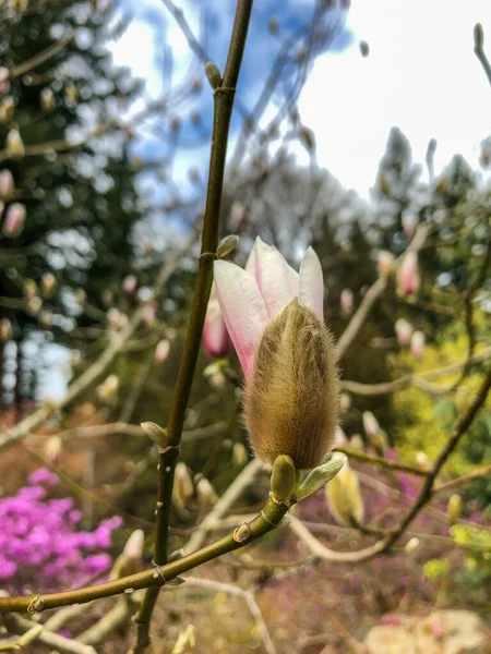 Tianmu Manolyası Magnolia Amoena Magnoliaceae Familyasından Bir Bitki Türü Çin — Stok fotoğraf