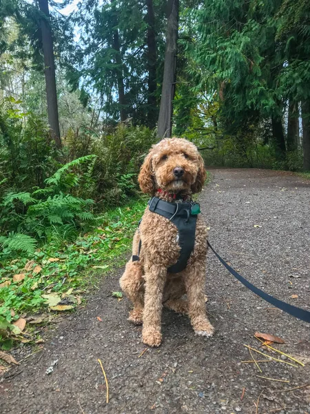 Australian Labradoodle Een Mix Tussen Labrador Retriever Poodle Cocker Spaniel — Stockfoto