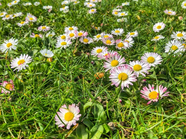 一般的なデイジー ベリス ペレニス ヨーロッパでよく見られるデイジーの一種で 科のアスタリスク Asteraceae しばしばその名前の典型的な種と考えられています — ストック写真