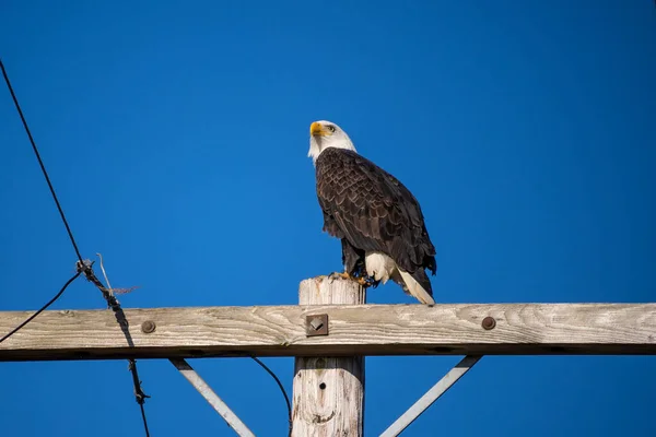 Águia Branca Haliaeetus Leucocephalus Uma Ave Rapina Encontrada América Norte — Fotografia de Stock