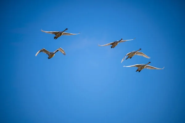 Cygnus Buccinator Uma Espécie Cisne Família Cygnus Pássaro Vivo Mais — Fotografia de Stock