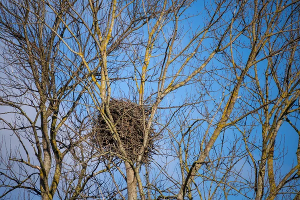 Árbol Algodoncillo Está Idealmente Ubicado Para Águilas Hay Pocos Árboles —  Fotos de Stock