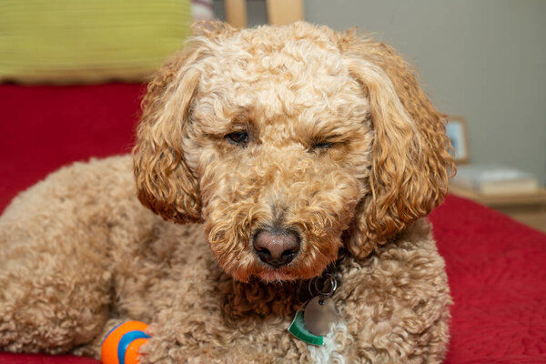 Australian Labradoodle is a mix between the Labrador Retriever, Poodle and Cocker Spaniel.