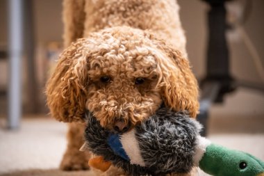 Avustralya Labradoodle, Labrador Retriever, Fino ve Cocker Spaniel 'in karışımıdır..