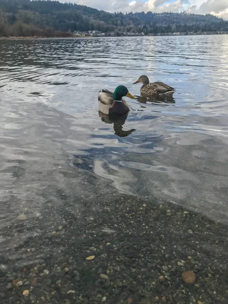 サマミッシュ湖州立公園は アメリカ合衆国ワシントン州キング郡にあるサマミッシュ湖の南端にある公園である 公園はワシントン州立公園システムによって管理されている — ストック写真