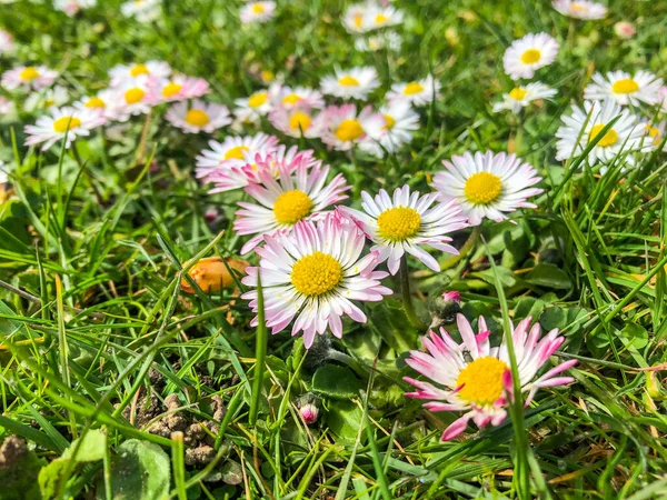 Közönséges Százszorszép Bellis Perennis Egy Közös Európai Százszorszép Faj Asteraceae — Stock Fotó