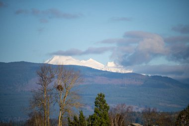 Ağaç bir pamuk ağacıdır ve kartallar için idealdir. Samish Düzlükleri 'nde tarımsal tarlaların büyük bir kısmı kadar ya da büyük ağaçları beslemek için hem tatlı hem de tuzlu su ile dolmuş çok az sayıda uzun kadın vardır. Deniz levreği mükemmel bir v sağlar.