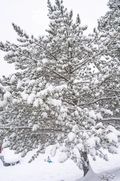 1年の初雪の後に雪をかぶった木 — ストック写真