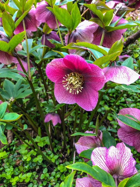 Lenten Rose Helleborus Orientalis Perenn Blommande Växt Och Arter Hellebore — Stockfoto