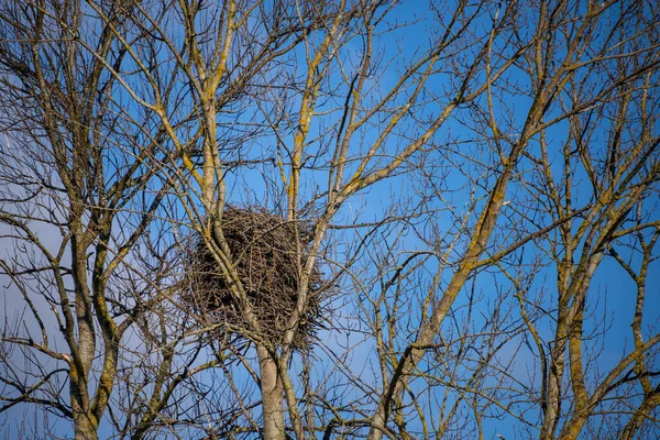 Árbol Algodoncillo Está Idealmente Ubicado Para Águilas Hay Pocos Árboles — Foto de Stock