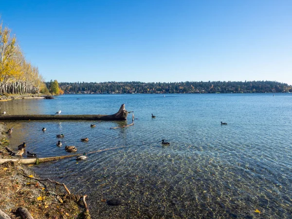Seward Park Ist Ein Stadtpark Seattle Washington Usa Liegt Gleichnamigen — Stockfoto