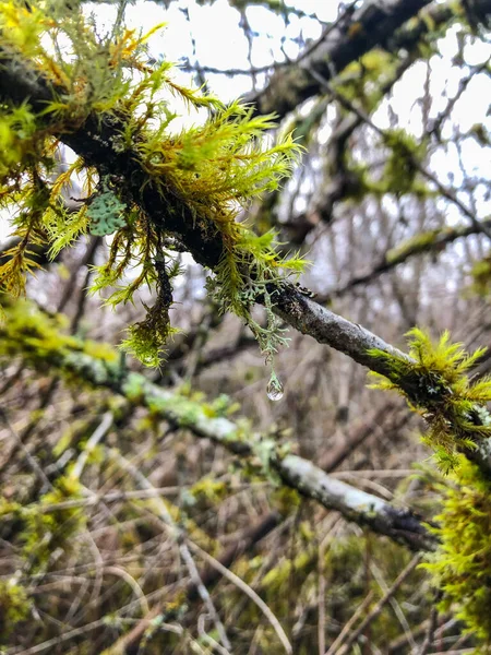 Mercer Slough Doğa Parkı 320 Dönümlük Sulu Bir Arazidir Eğreltiotları — Stok fotoğraf