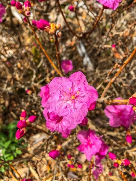 Koreanska Rhododendron Rhododendron Mucronulatum Rhododendron Art Hemma Korea Mongoliet Ryssland — Stockfoto